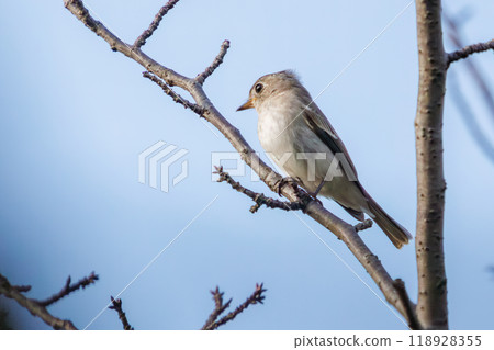 A cute little flycatcher (Flycatcher family) singing among the fresh greenery at Tokyo Port Wild Bird Park, Ota Ward, Tokyo - 2023 118928355