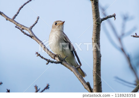 可愛的小斑鶲（鶲家族）在東京大田區的新鮮綠色植物中嘰嘰喳喳地叫著。 118928358