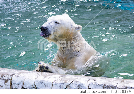 北極熊伸出舌頭 118928359