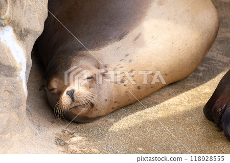 California sea lion's sleeping face 118928555