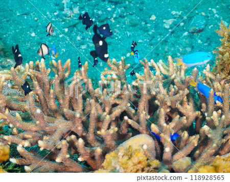 Beautiful table corals and cute juvenile blue tangs (family Anthocariidae), among others. 118928565