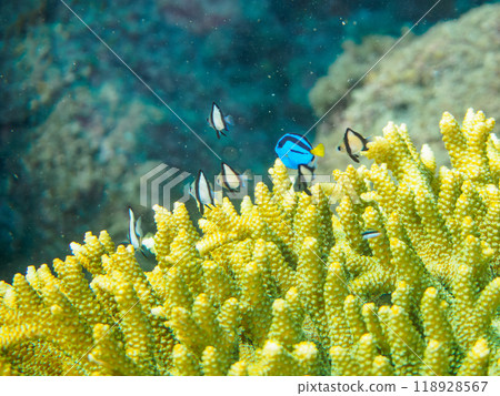 美麗的桌珊瑚和可愛的幼年天竺葵（奈科珊瑚）等。 118928567