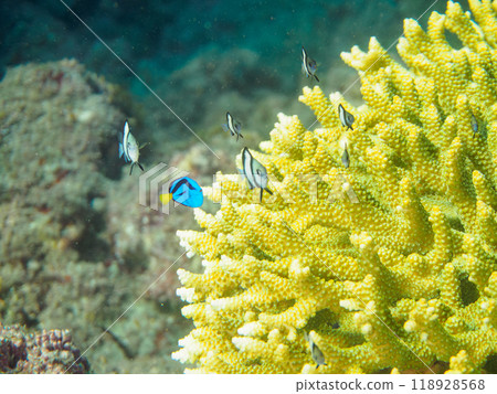 美麗的桌珊瑚和可愛的幼年天竺葵(奈科珊瑚)等。 美麗的桌珊瑚和可愛的幼年天竺葵(奈科珊瑚)等。 118928568
