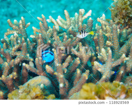 Beautiful table corals and cute juvenile blue tangs (family Anthocariidae), among others. Beautiful table corals and cute juvenile blue tangs (family Anthocariidae), among others. 118928569
