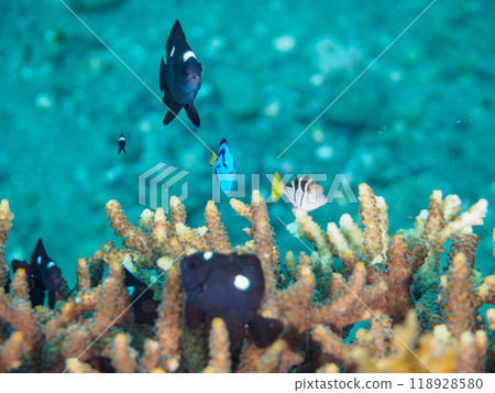 美麗的桌珊瑚和可愛的幼年天竺葵（奈科珊瑚）等。 118928580