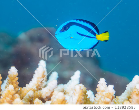 美麗的桌珊瑚和可愛的幼年天竺葵(奈科珊瑚)等。 美麗的桌珊瑚和可愛的幼年天竺葵(奈科珊瑚)等。 118928583