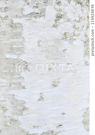 Close-up of birch bark [Texture] 118928636