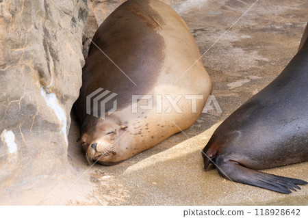 加州海獅 118928642