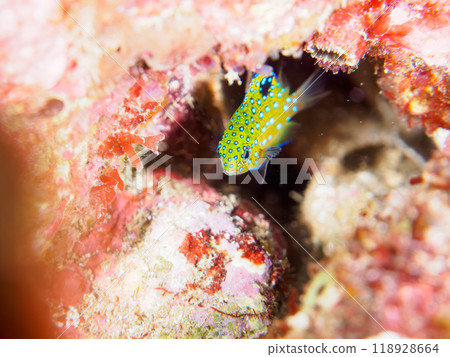 A juvenile blue-spotted damselfish (family Pomacentridae) as beautiful as a starry sky. Nakagi Hirizo Beach, Minamiizu Town, Izu Peninsula - 2023 118928664
