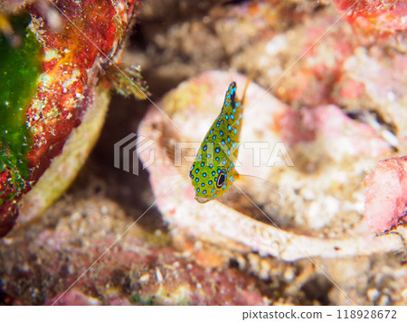 A juvenile blue-spotted damselfish (family Pomacentridae) as beautiful as a starry sky. Nakagi Hirizo Beach, Minamiizu Town, Izu Peninsula - 2023 118928672
