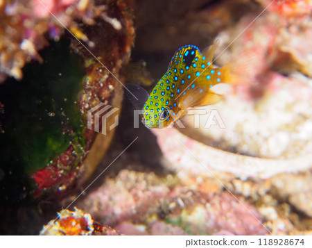 A juvenile blue-spotted damselfish (family Pomacentridae) as beautiful as a starry sky. Nakagi Hirizo Beach, Minamiizu Town, Izu Peninsula - 2023 118928674
