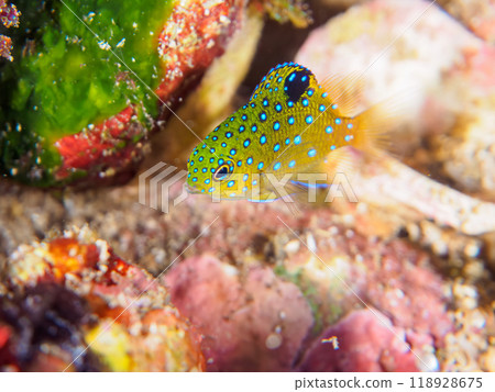 A juvenile blue-spotted damselfish (family Pomacentridae) as beautiful as a starry sky. Nakagi Hirizo Beach, Minamiizu Town, Izu Peninsula - 2023 118928675