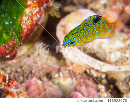 幼小的雀鯛（Dameidae），美麗如星空。伊豆半島南伊豆町中木埼三海灘-2023 118928678