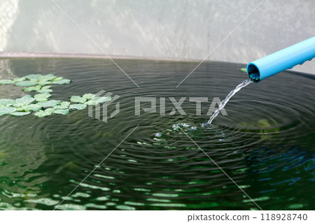 Goldfish in aquarium fish pond close up 118928740