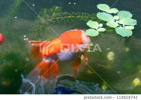 Goldfish in aquarium fish pond close up Goldfish in aquarium fish pond close up 118928742