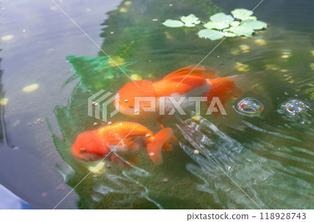 Goldfish in aquarium fish pond close up 118928743