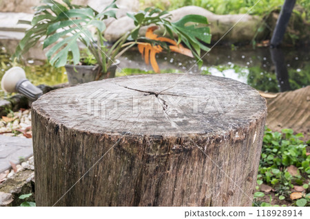 Empty old tree stump table top with blur green tropical garden background for product display 118928914