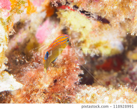 可愛的年輕眼鏡雀鯛（Damediidae）等。靜岡縣伊豆半島南伊豆町 Nakagi Hirizohama - 2023 118928991