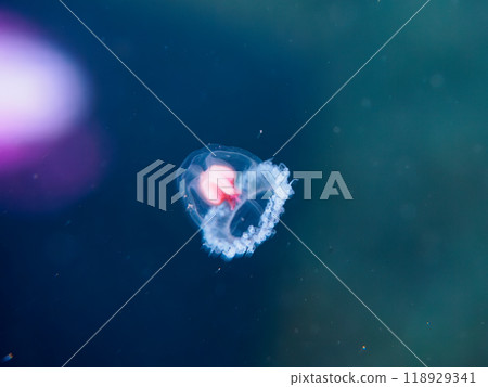 The mysterious Turritopsis jellyfish (Turritopsis jellyfish family) that is said to be immortal. Nakagi Hirizo Beach, Minamiizu Town, Izu Peninsula - 2023 118929341