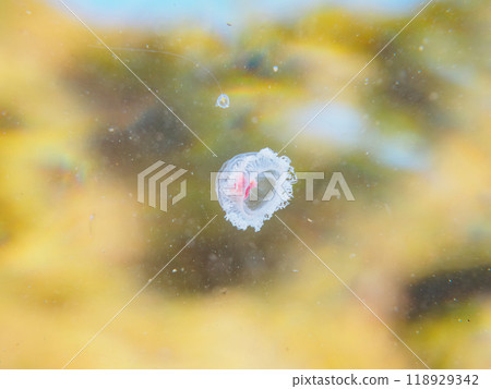 The mysterious Turritopsis jellyfish (Turritopsis jellyfish family) that is said to be immortal. Nakagi Hirizo Beach, Minamiizu Town, Izu Peninsula - 2023 The mysterious Turritopsis jellyfish (Turritopsis jellyfish family) that is said to be immortal. Nakagi Hirizo Beach, Minamiizu Town, Izu Peninsula - 2023 118929342
