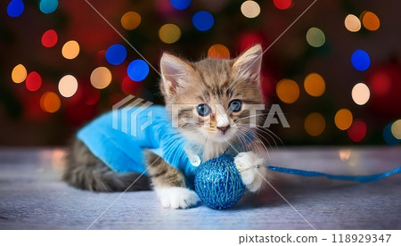 A cute kitten in a blue sweater plays with a shiny ball of yarn in front of twinkling Christmas lights. A cute kitten in a blue sweater plays with a shiny ball of yarn in front of twinkling Christmas lights. 118929347