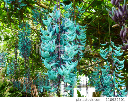 Jade vine, a tropical climbing plant with blue-green vine-like dangling clusters 118929501