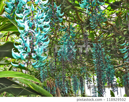 Beautiful blue-green tropical climbing plant, jade vine Beautiful blue-green tropical climbing plant, jade vine 118929502