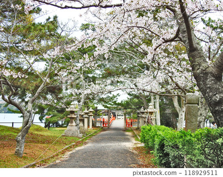 山口縣宇部市的熱門旅遊景點常磐公園的春天 118929511