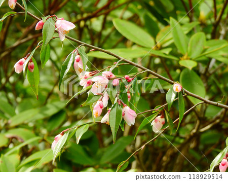 山茶花葉琳娜級聯，開著可愛的淡粉色花朵 118929514