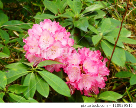 美麗的粉紅色花杜鵑 118929515