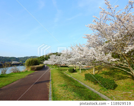 山口縣山陽小野田市阿佐河畔的根太郎公園的散步道和櫻花 山口縣山陽小野田市阿佐河畔的根太郎公園的散步道和櫻花 118929519