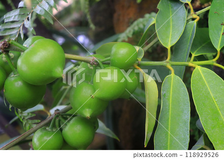 Tropical fruit with green fruit Amplexicaule of the Hypericaceae family Tropical fruit with green fruit Amplexicaule of the Hypericaceae family 118929526