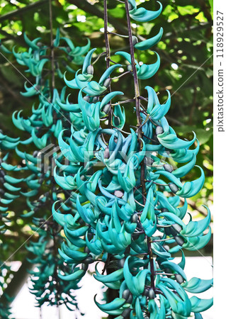 美麗的藍綠色攀緣熱帶植物玉藤 118929527