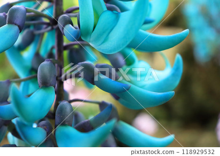 美麗的藍綠色攀緣熱帶植物玉藤 118929532