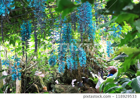 Beautiful blue-green tropical climbing plant, jade vine 118929533