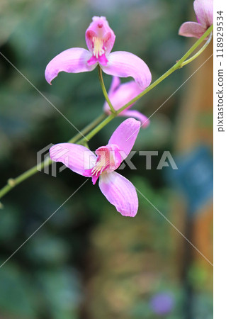 Beautiful pink flowers of the bretia patula 118929534
