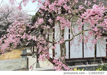 Tokiwa Park Peony Garden and Weeping Cherry Blossoms, a popular tourist spot in Ube City, Yamaguchi Prefecture 118929567
