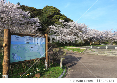 Netaro Park and cherry blossoms along the Asa River in Sanyo Onoda City, Yamaguchi Prefecture Netaro Park and cherry blossoms along the Asa River in Sanyo Onoda City, Yamaguchi Prefecture 118929584