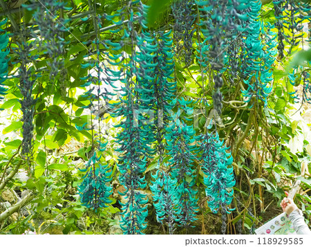 Beautiful tropical plant, blue-green, jade vine Beautiful tropical plant, blue-green, jade vine 118929585