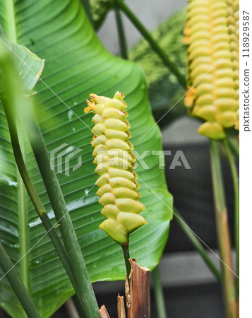 Calathea Crotalifera，竹芋科多年生植物 118929587