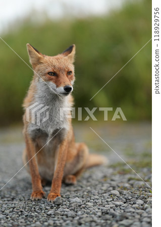 Fox 118929756