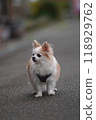 Long coat chihuahua 118929762