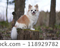 Chihuahua sitting 118929782