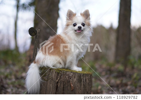 奇瓦瓦州坐 118929782