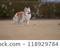 Chihuahua and soap bubbles 118929784
