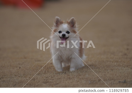 Chihuahua Chihuahua 118929785