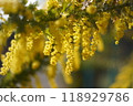 Mimosa 118929786