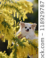 Chihuahua and Mimosa 118929787
