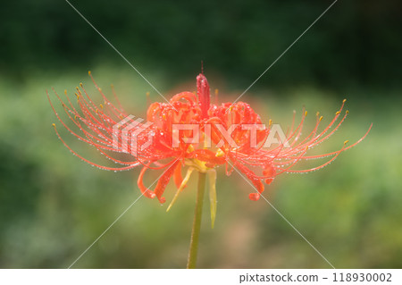 Multiple exposure photography of red spider lilies in full bloom Multiple exposure photography of red spider lilies in full bloom 118930002