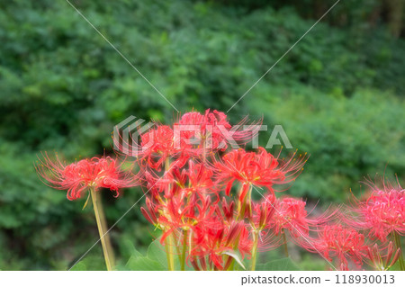 Multiple exposure photography of red spider lilies in full bloom 118930013